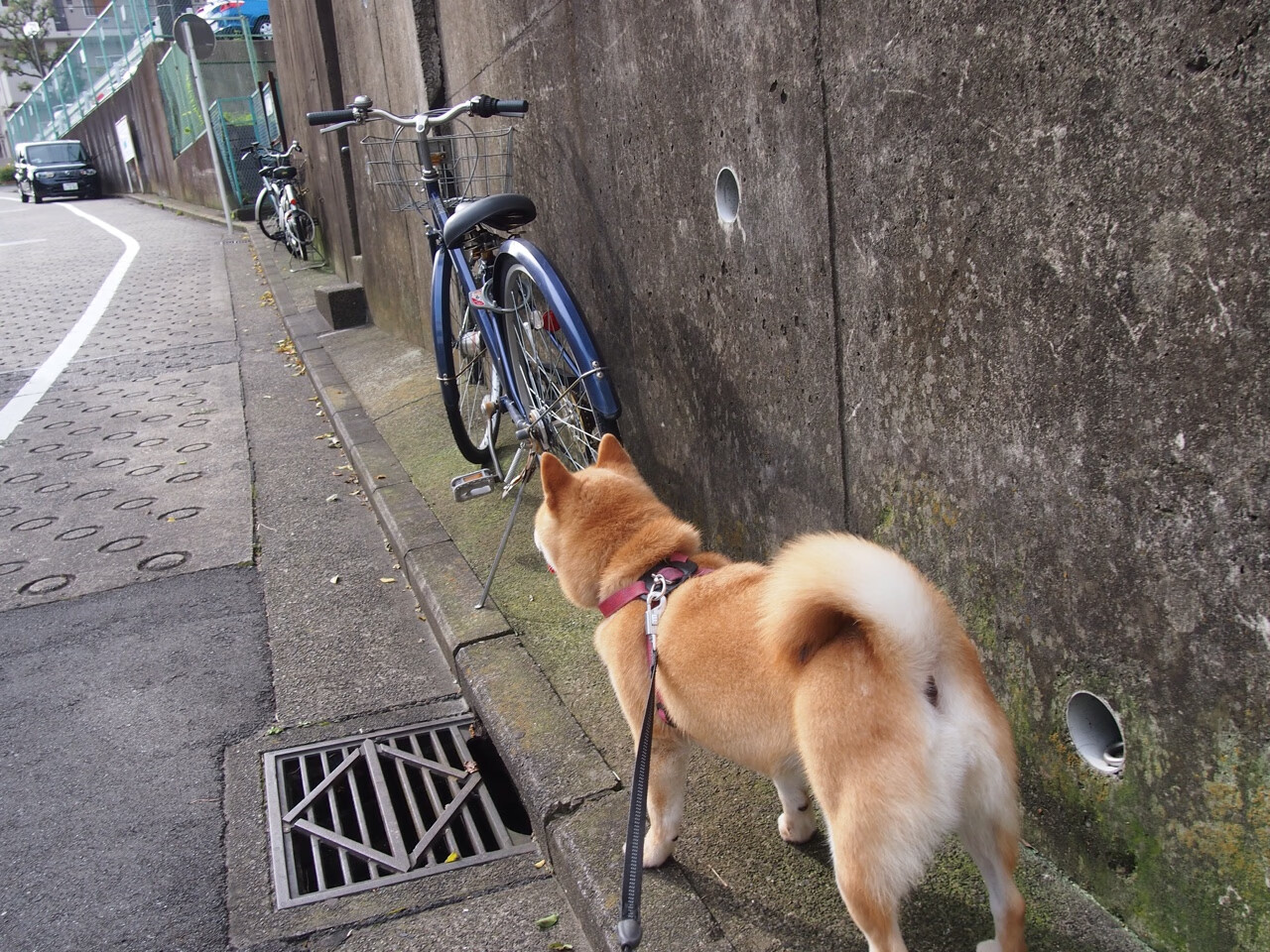 萨拉赫的节奏魔法，一场俱乐部与国家队的非洲心跳争夺战